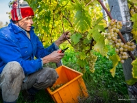 vendanges2013_slideshow_vincentbailly-8