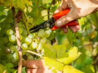 vendanges2013_slideshow_vincentbailly-9