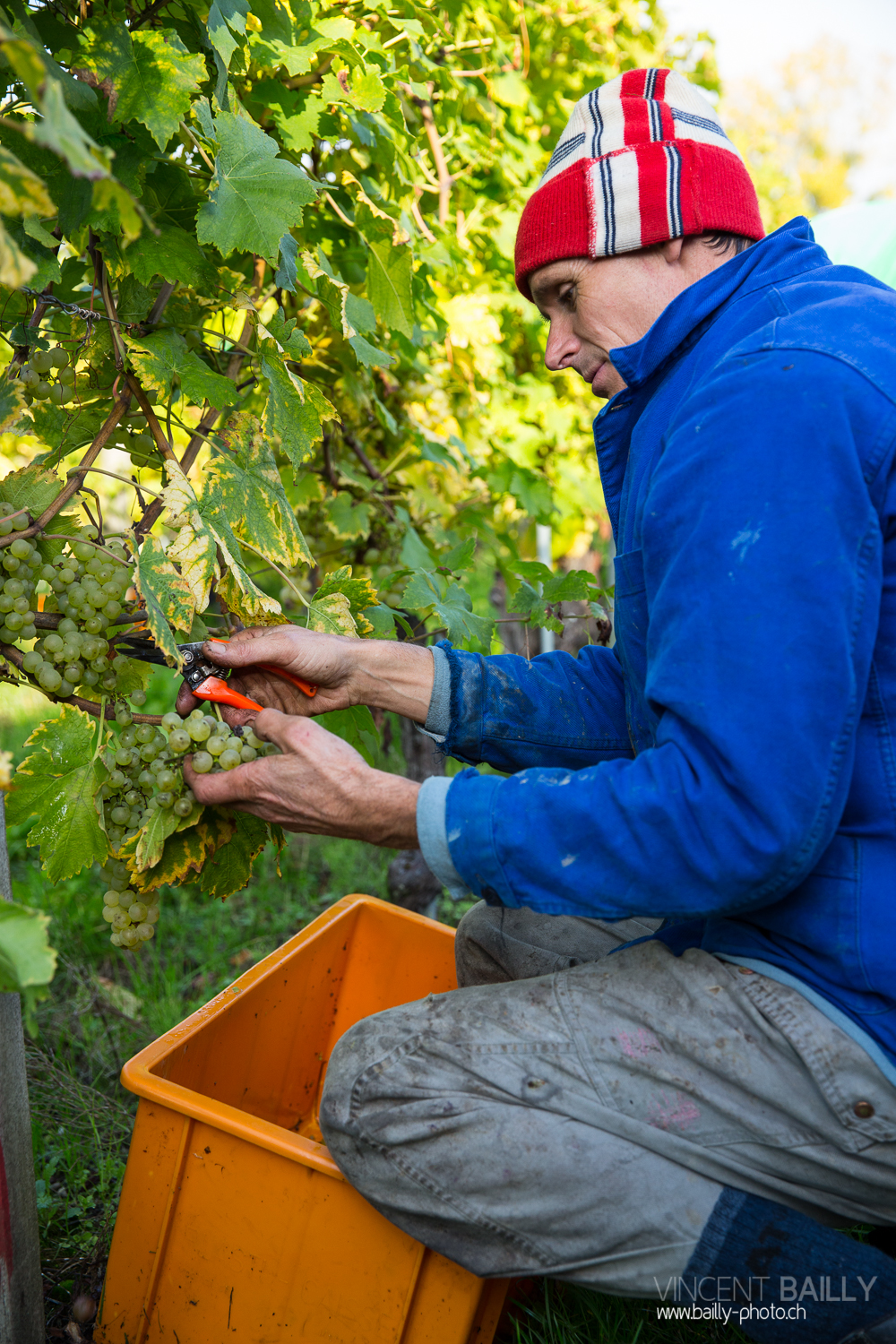 vendanges2013_slideshow_vincentbailly-10