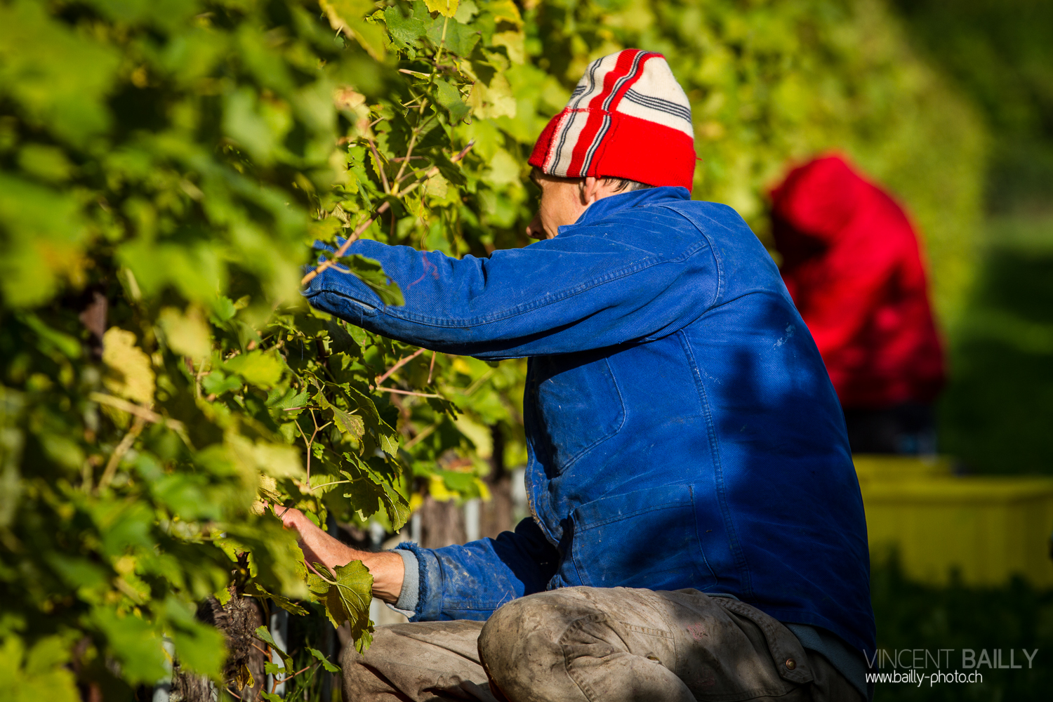 vendanges2013_slideshow_vincentbailly-11