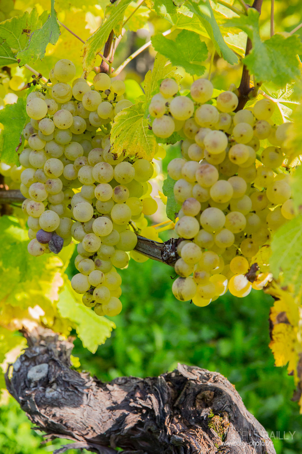 vendanges2013_slideshow_vincentbailly-13