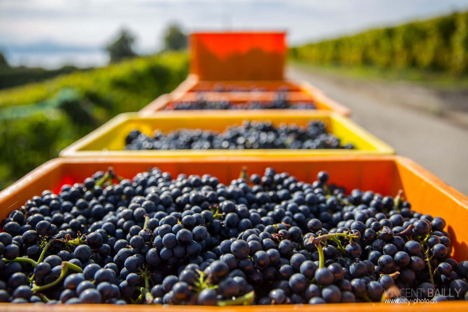 vendanges2013_slideshow_vincentbailly-14