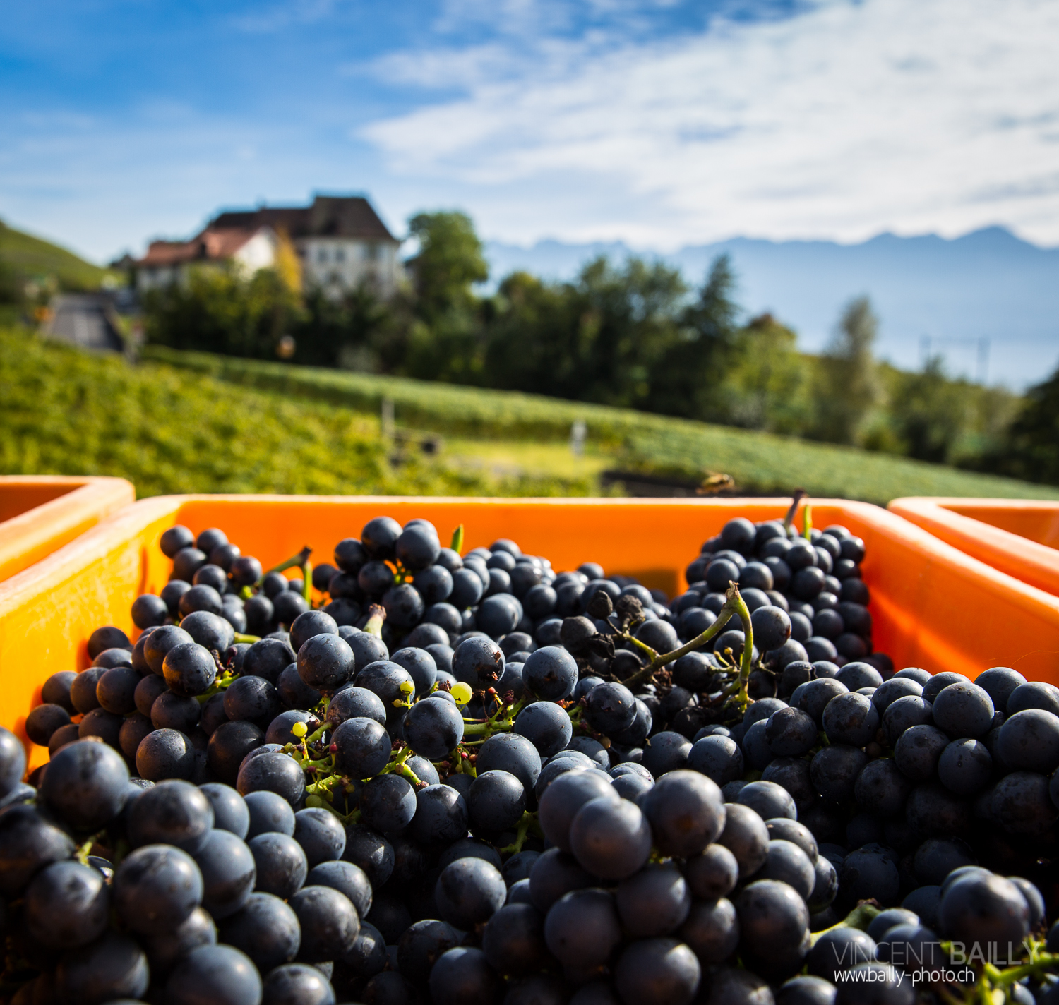 vendanges2013_slideshow_vincentbailly-15