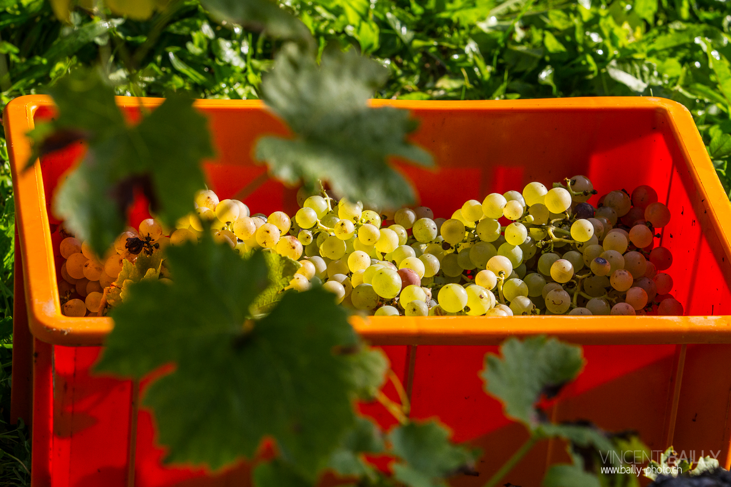 vendanges2013_slideshow_vincentbailly-16