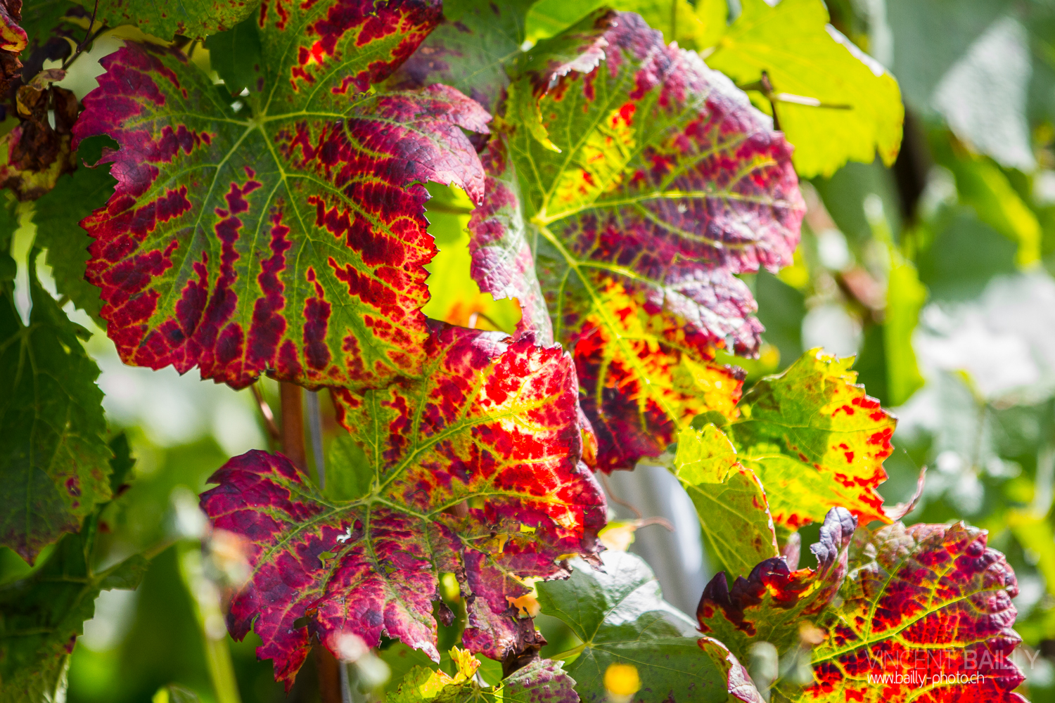 vendanges2013_slideshow_vincentbailly-17