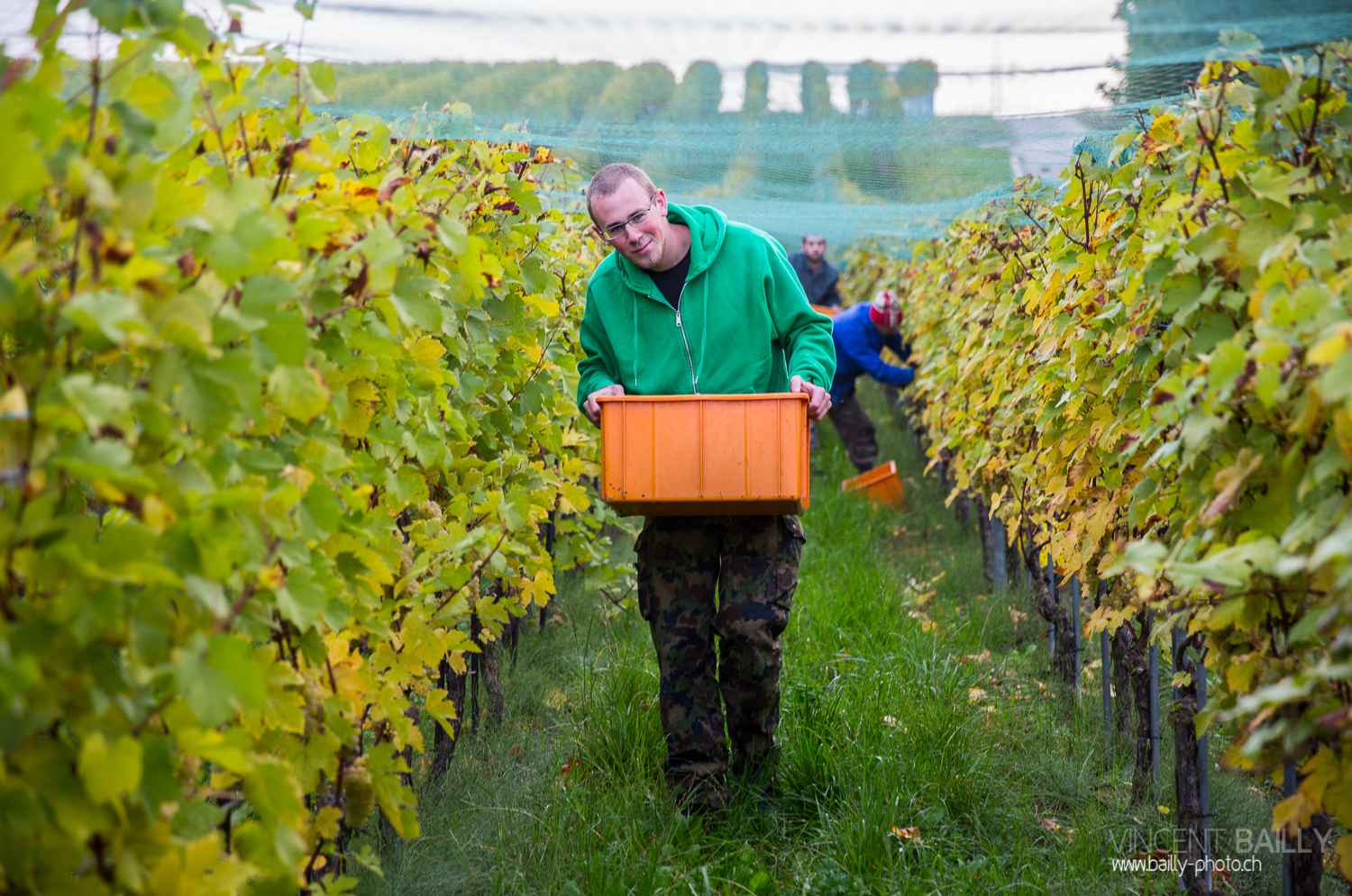 vendanges2013_slideshow_vincentbailly-18