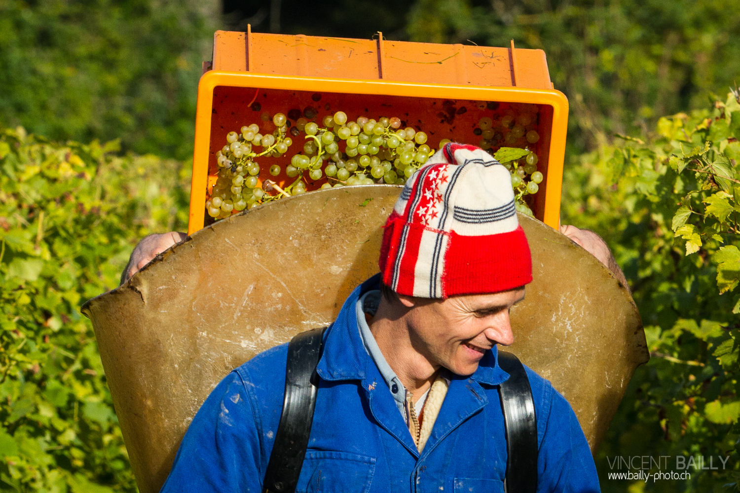 vendanges2013_slideshow_vincentbailly-19