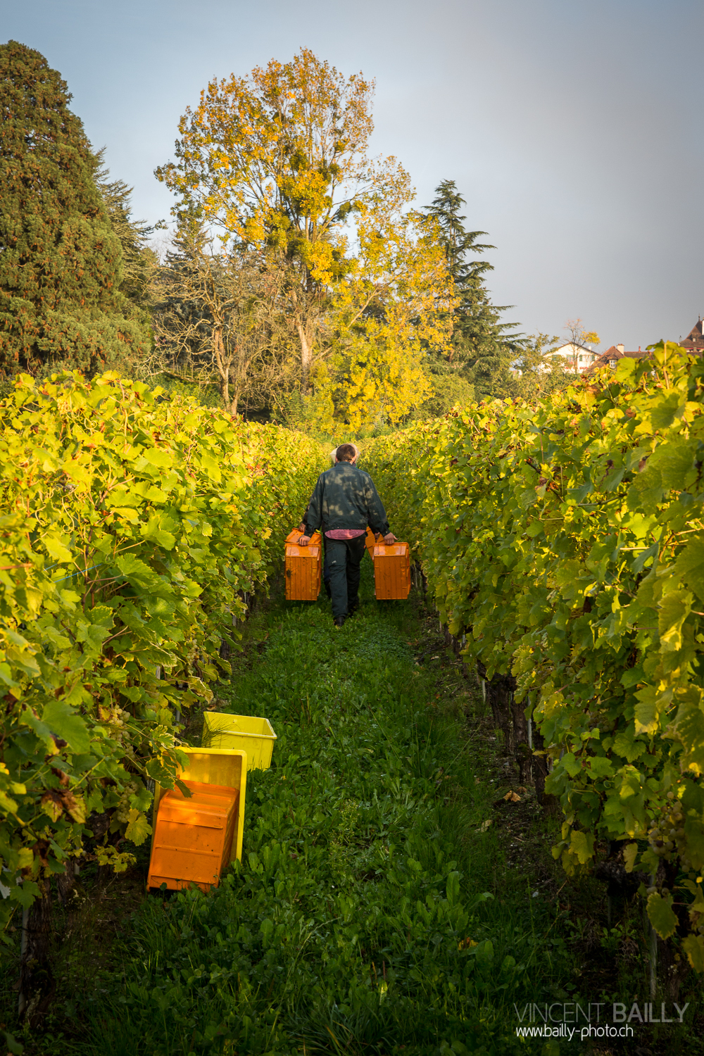 vendanges2013_slideshow_vincentbailly-2