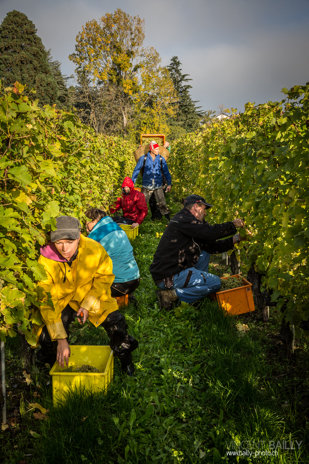 vendanges2013_slideshow_vincentbailly-20