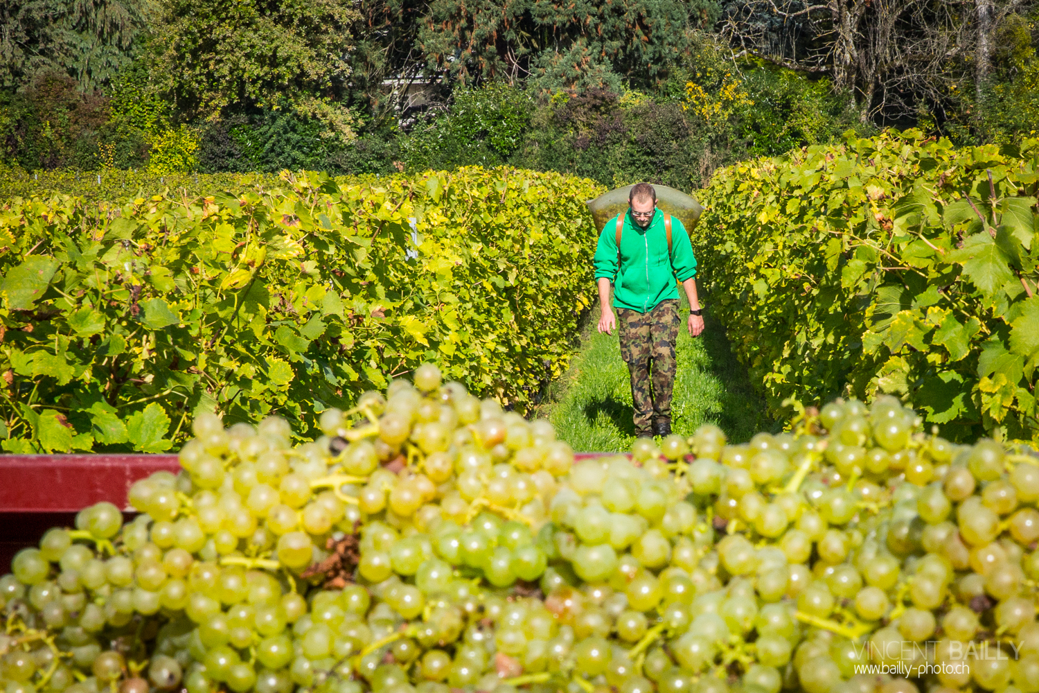 vendanges2013_slideshow_vincentbailly-21