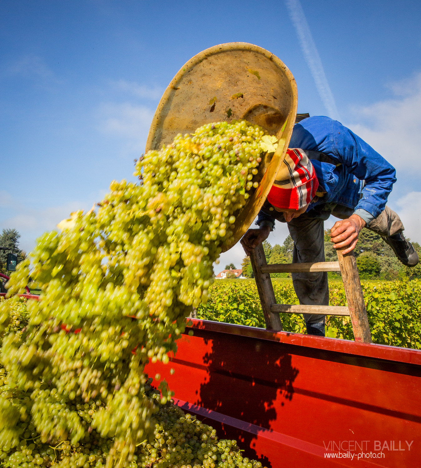 vendanges2013_slideshow_vincentbailly-23