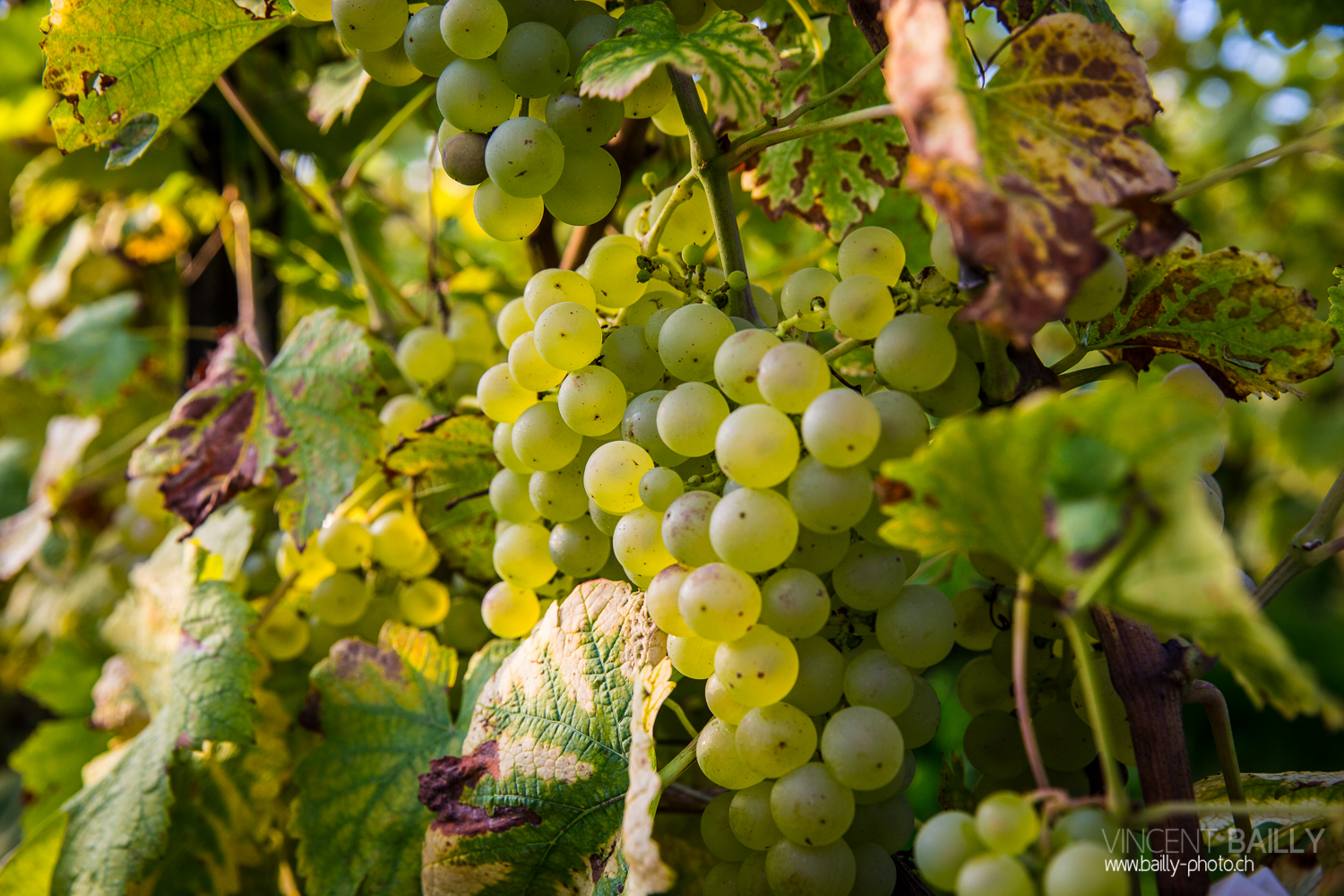 vendanges2013_slideshow_vincentbailly-3