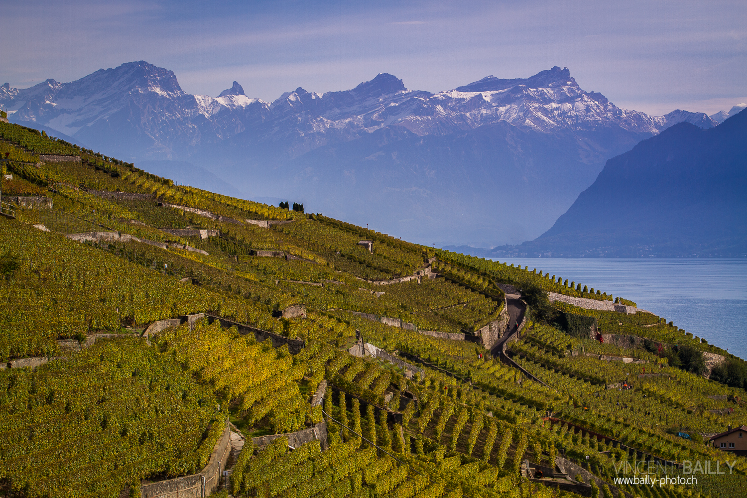 vendanges2013_slideshow_vincentbailly-31