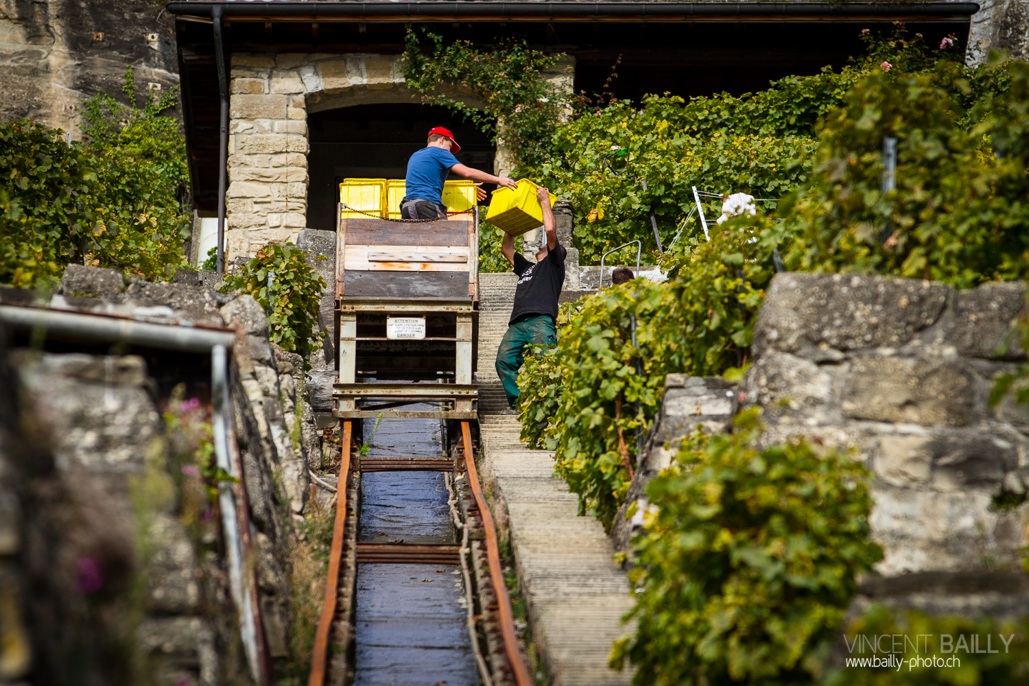 vendanges2013_slideshow_vincentbailly-32