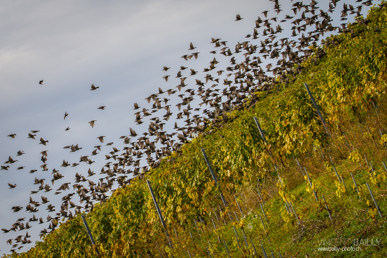 vendanges2013_slideshow_vincentbailly-37