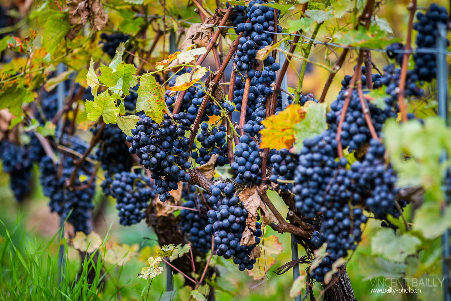 vendanges2013_slideshow_vincentbailly-4