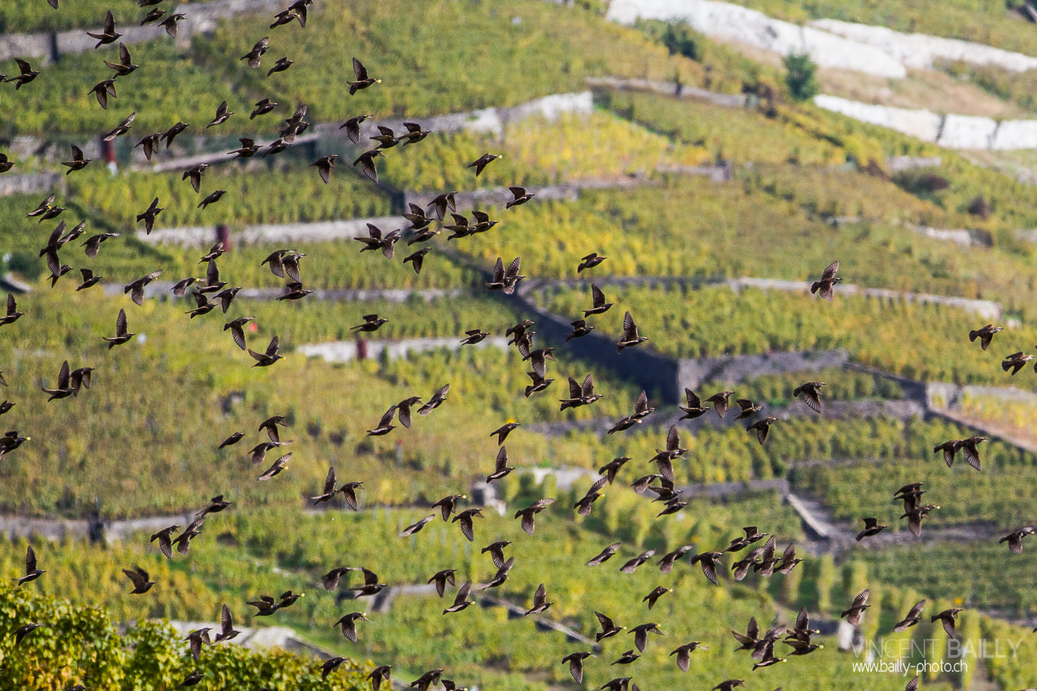 vendanges2013_slideshow_vincentbailly-40