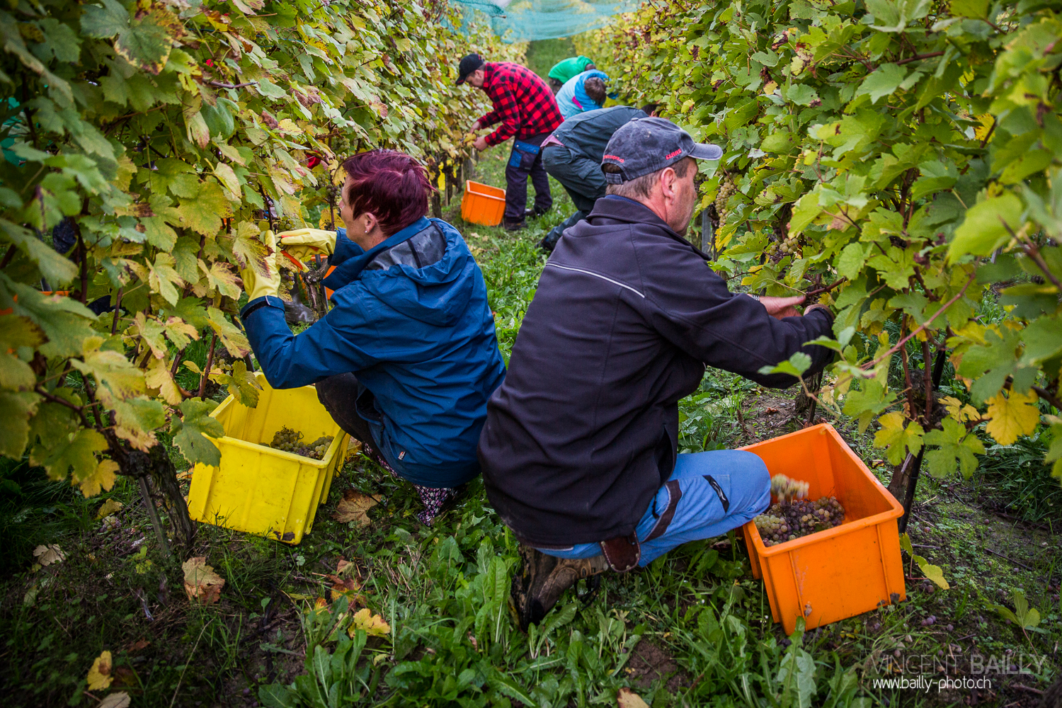 vendanges2013_slideshow_vincentbailly-5