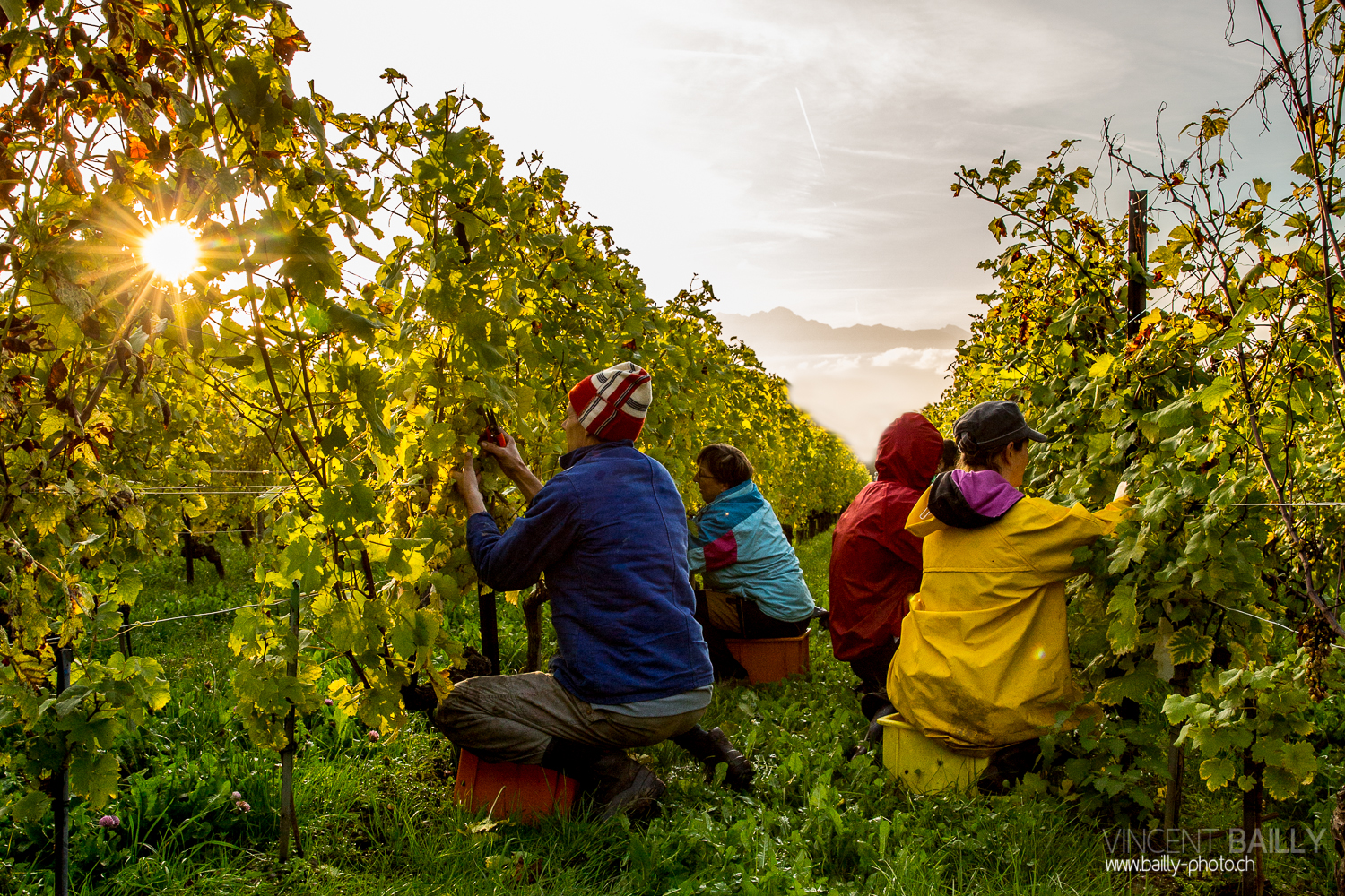 vendanges2013_slideshow_vincentbailly-6