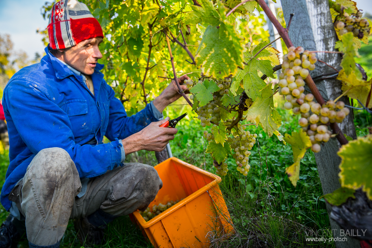 vendanges2013_slideshow_vincentbailly-8