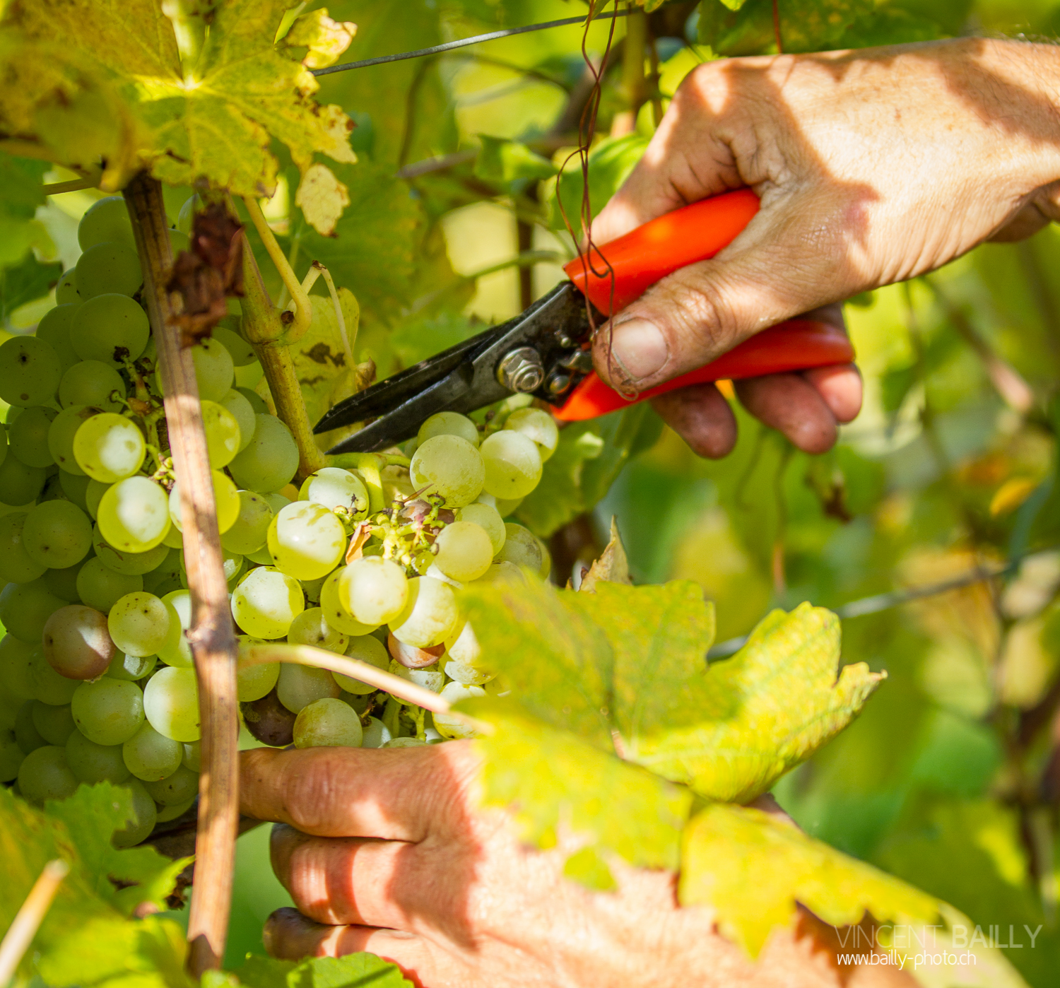 vendanges2013_slideshow_vincentbailly-9