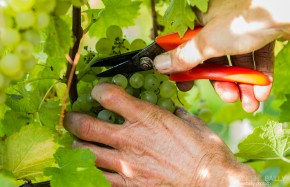 Vendanges 2013